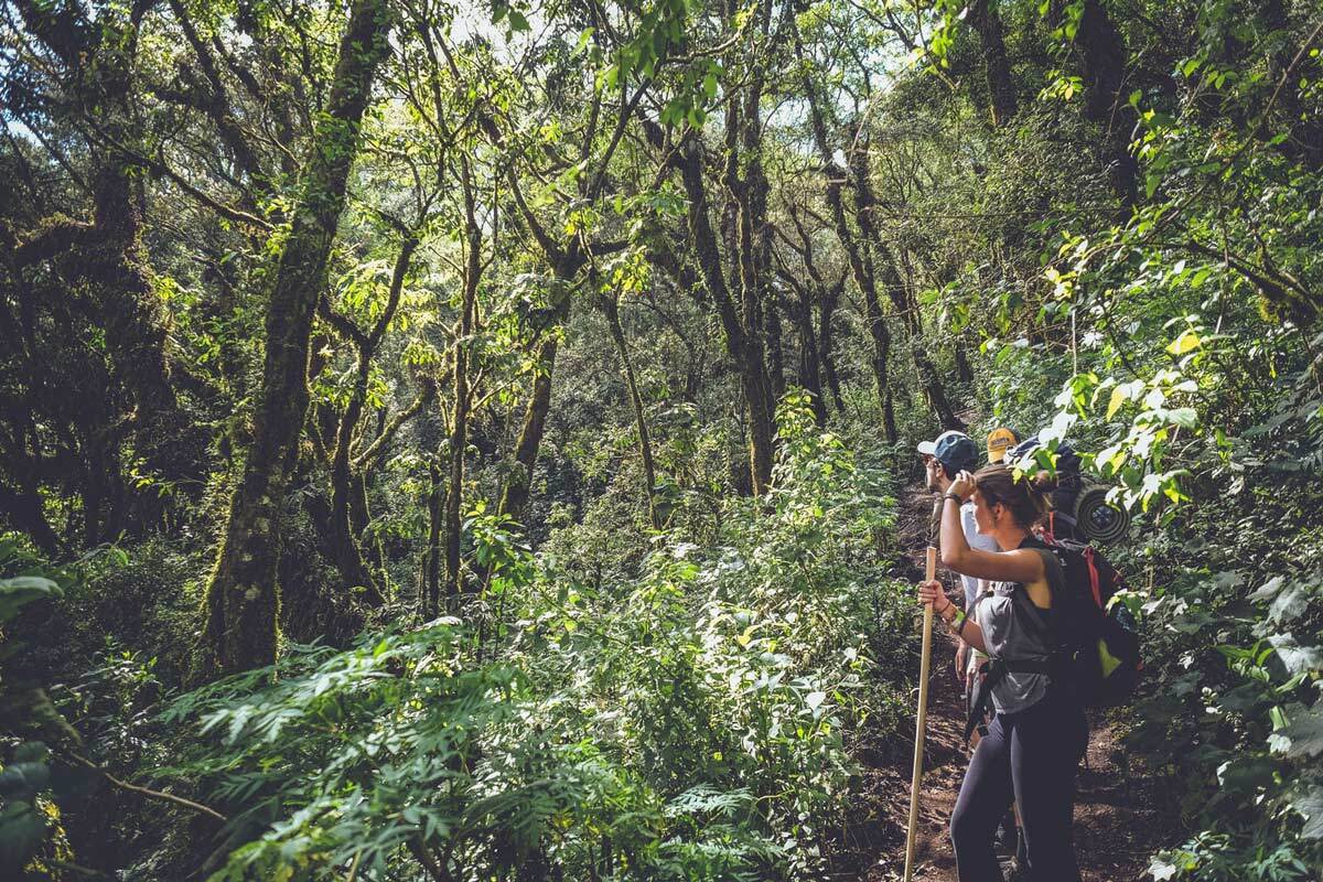 Acatenango Cloud Forest