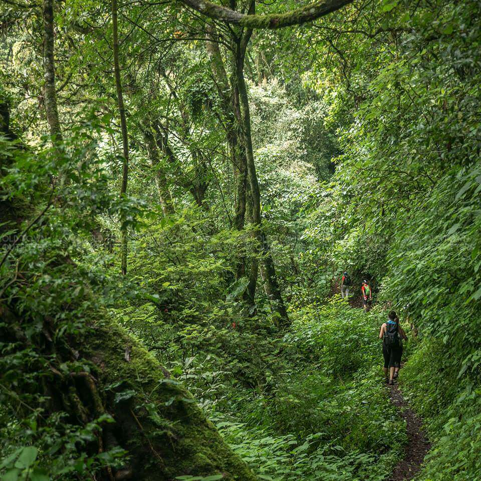 Antigua Day Hike Forest