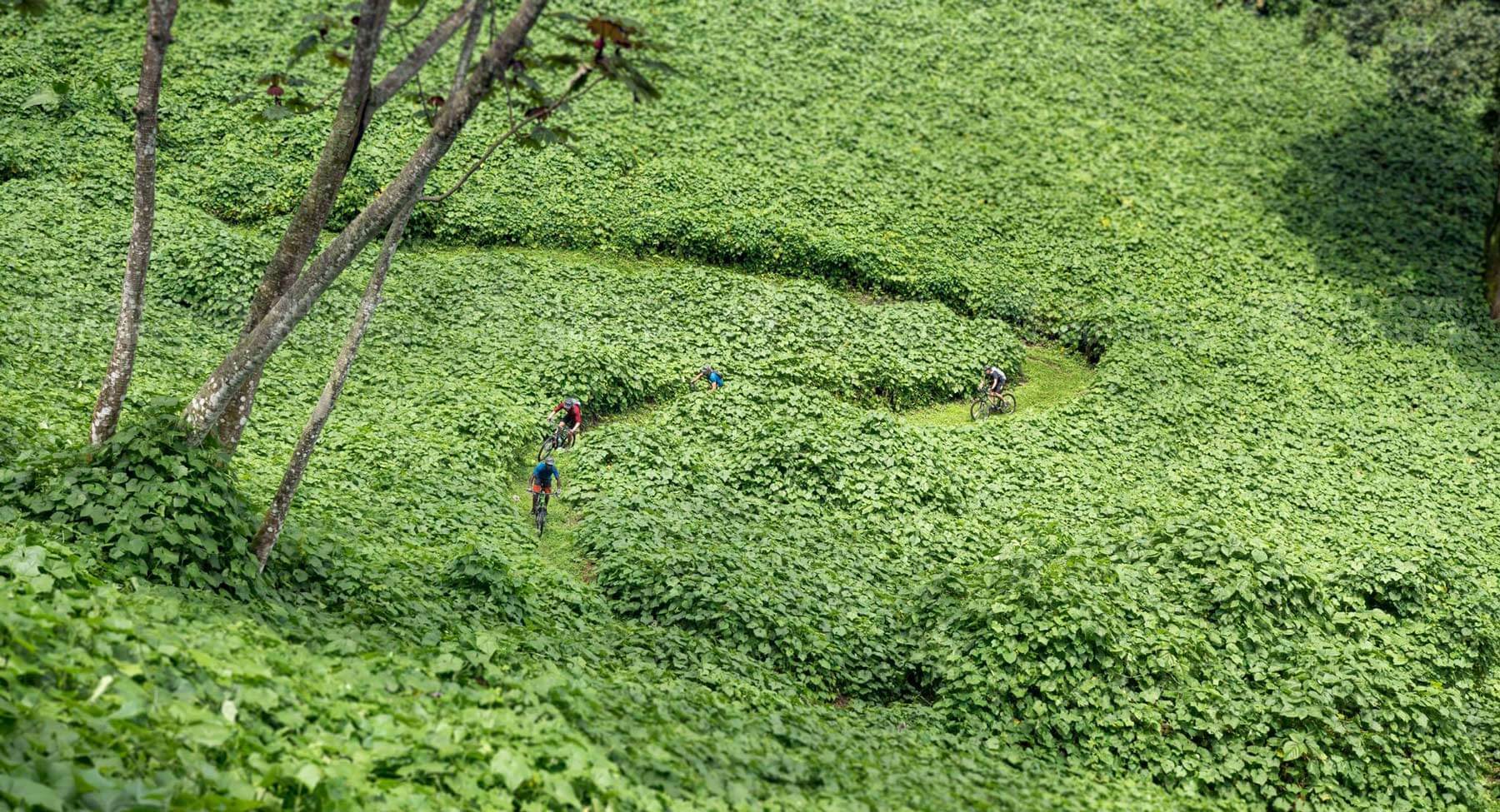 El Zur Kudzu Featured