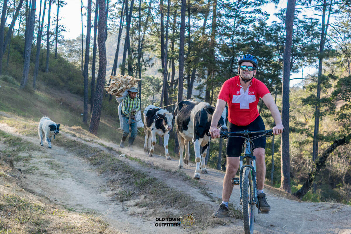 Las Tierras Altas Cows