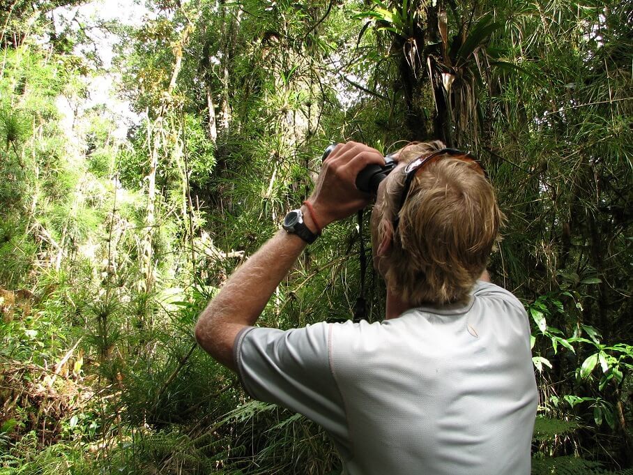 Sierra Las Minas Birdwatcher