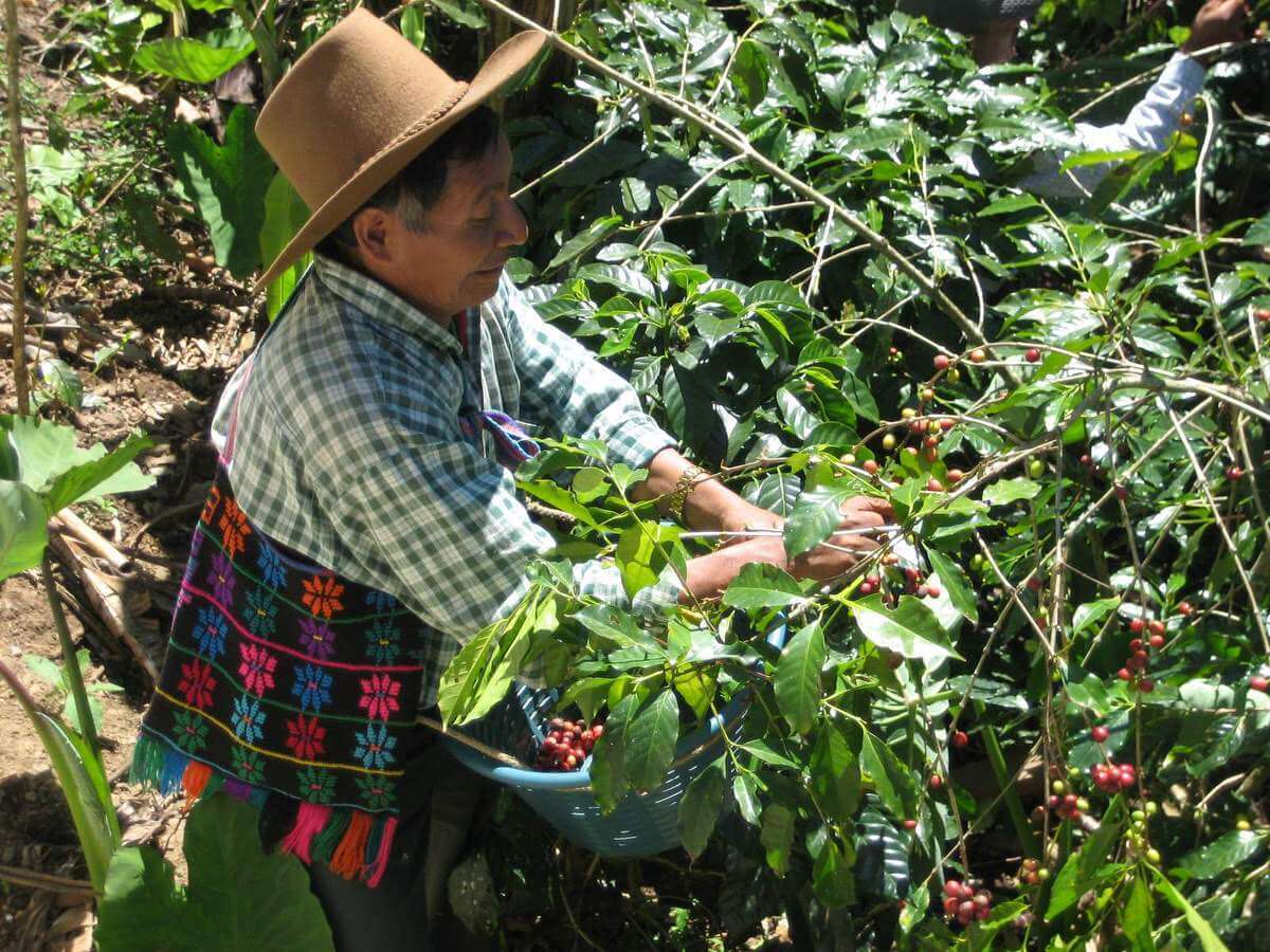 Sip n Cycle Coffee Farmer
