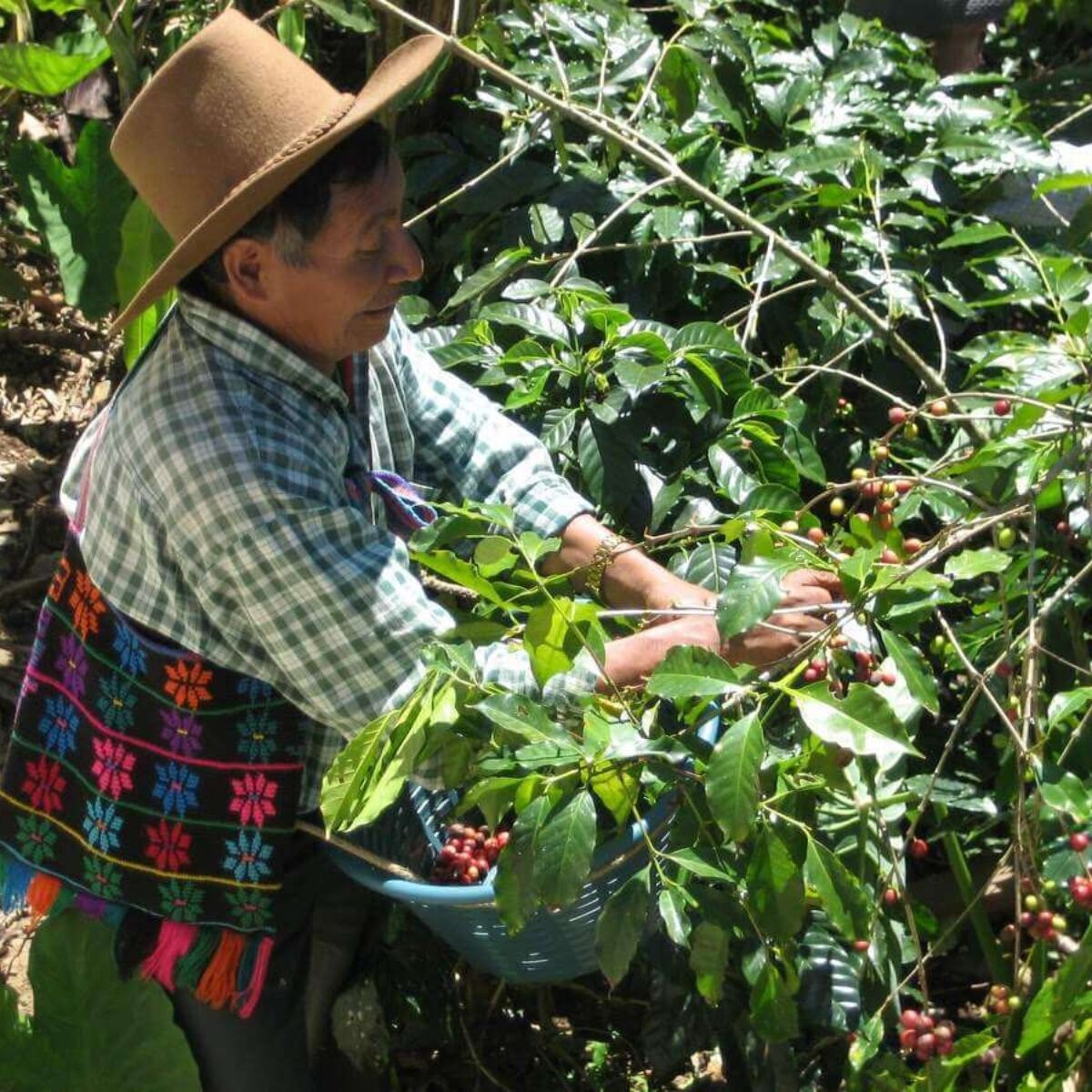 Sip n Cycle Coffee Farmer