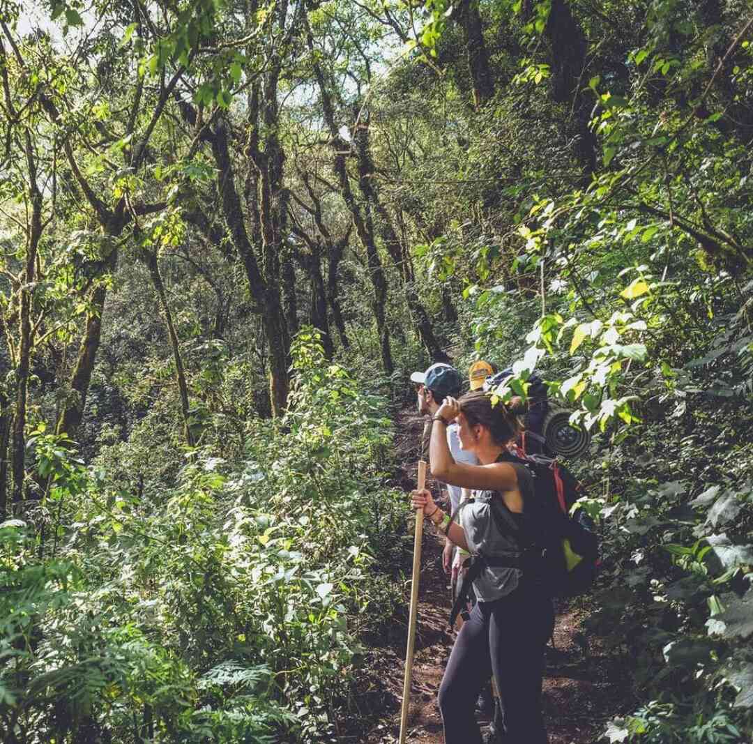 Acatenango Cloud Forest