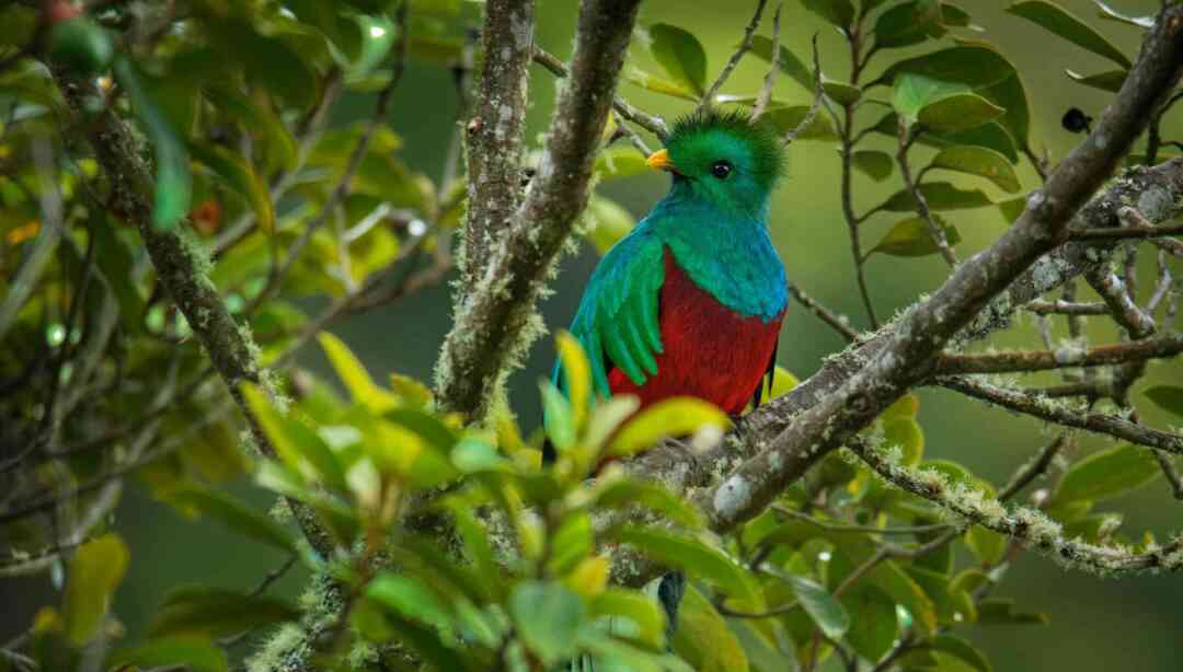 Quetzal