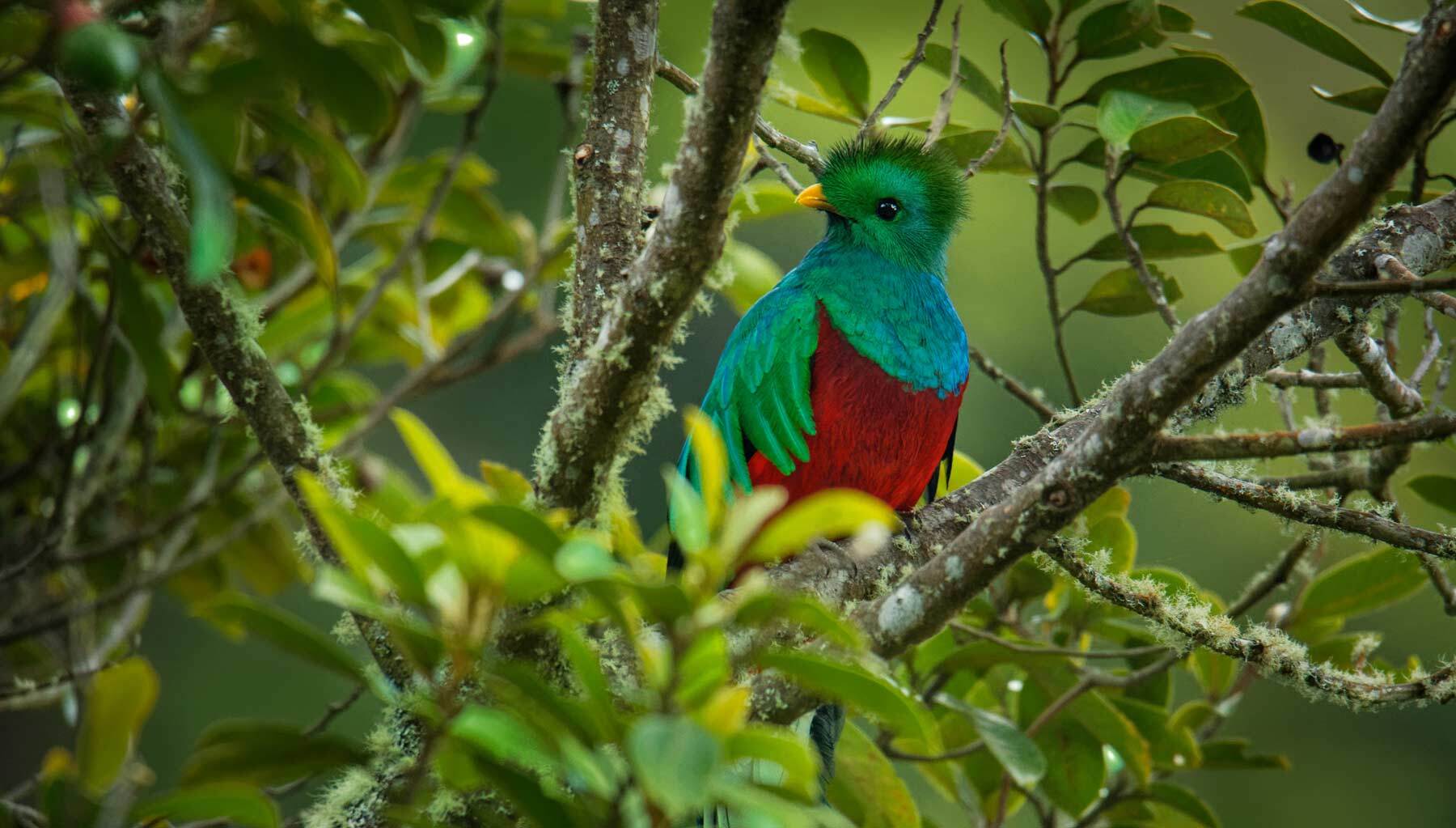 Quetzal